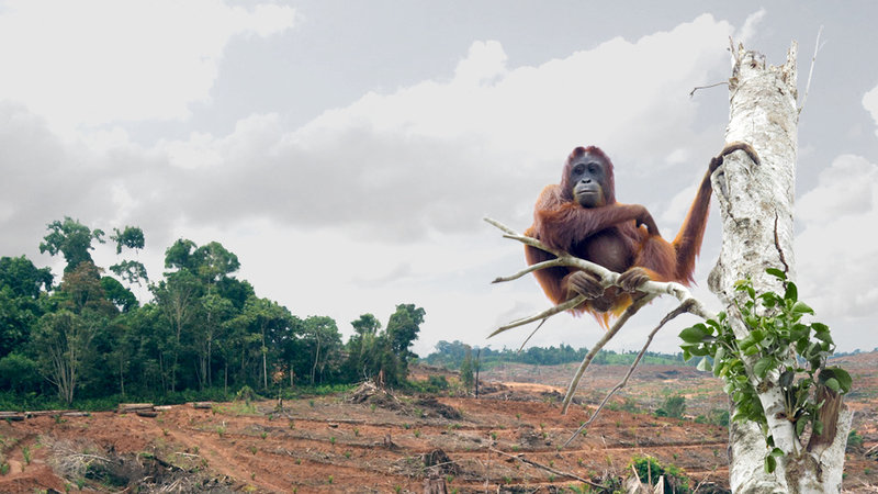 deforestazione-piantagioni-olio-di-palma
